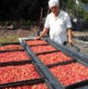 Trays of Kona coffee cherries.