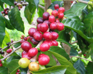 Red Kona coffee cherries during harvest time.