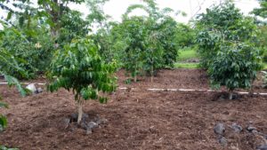 Trees after mulching 6-19-2016